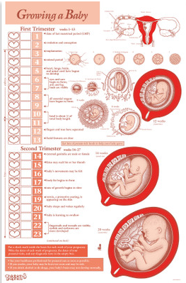 Affiche - Growing a baby de Childbirth graphics